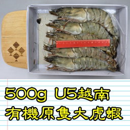 500g U5 越南有機原隻大虎蝦