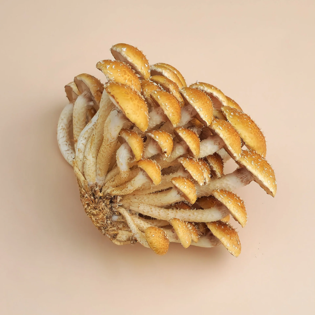 SPORE GARDENS Cinnamon Cap Mushroom 200G