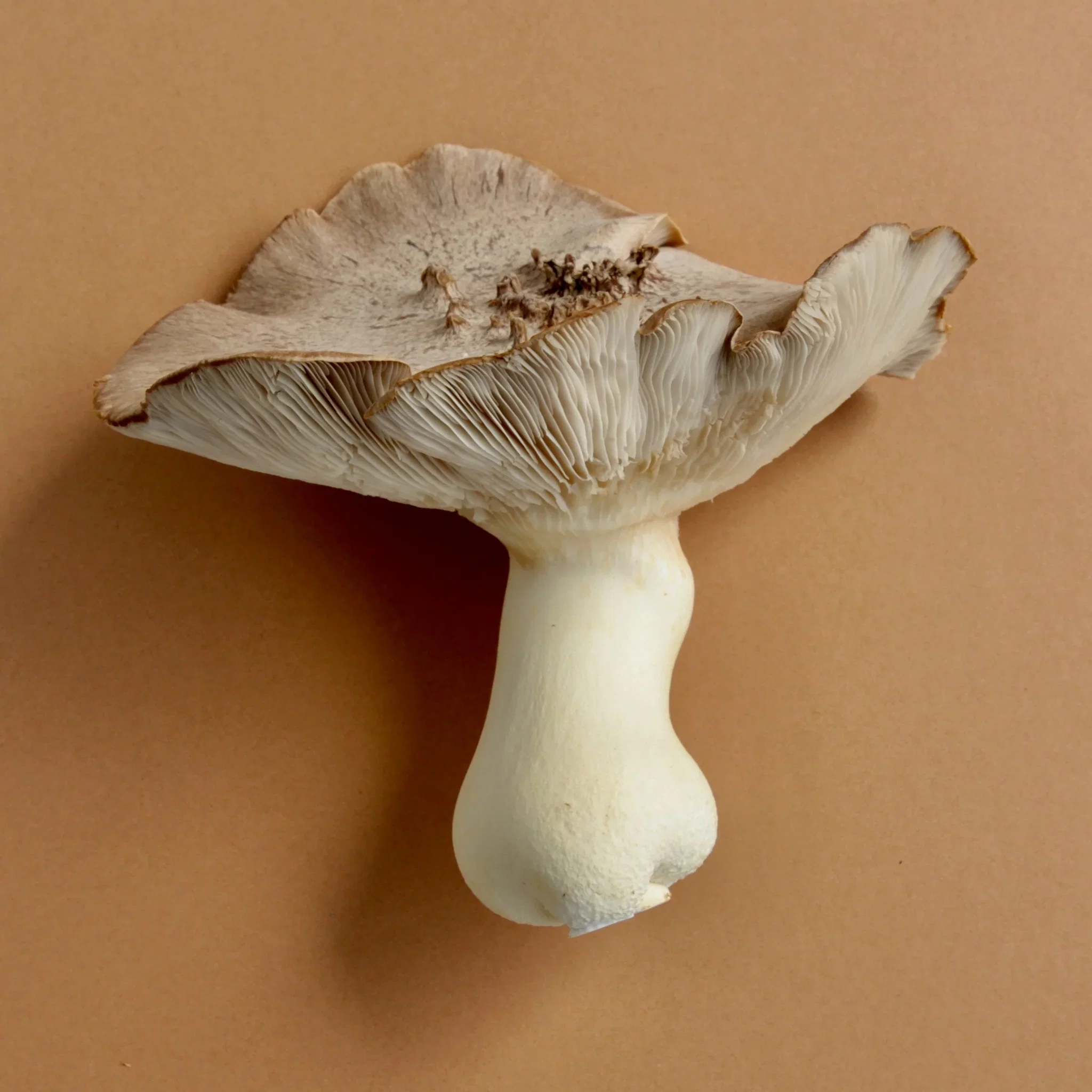 SPORE GARDENS Royal Trumpet Mushroom 350G_0