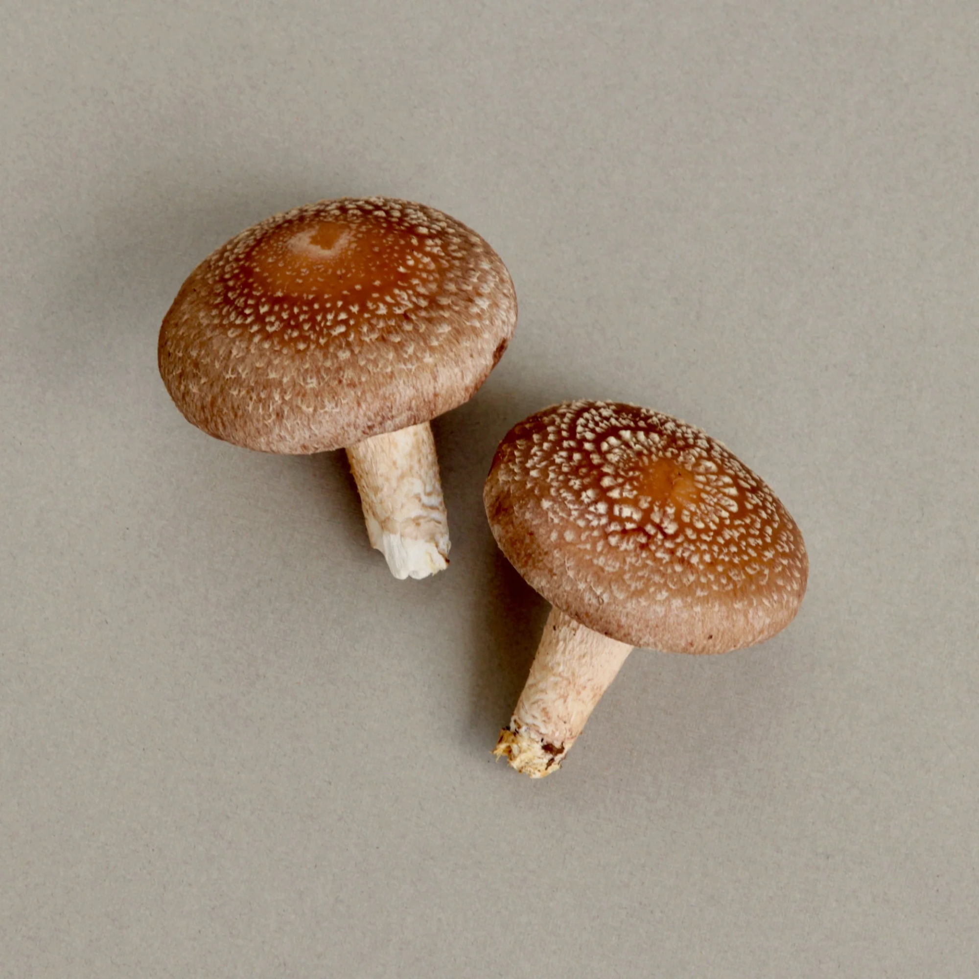 SPORE GARDENS Golden Oak Shiitake Mushroom 350G_0