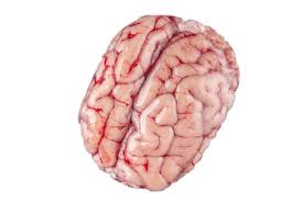 Goat Brain (1pcs) مخ الماعز_0