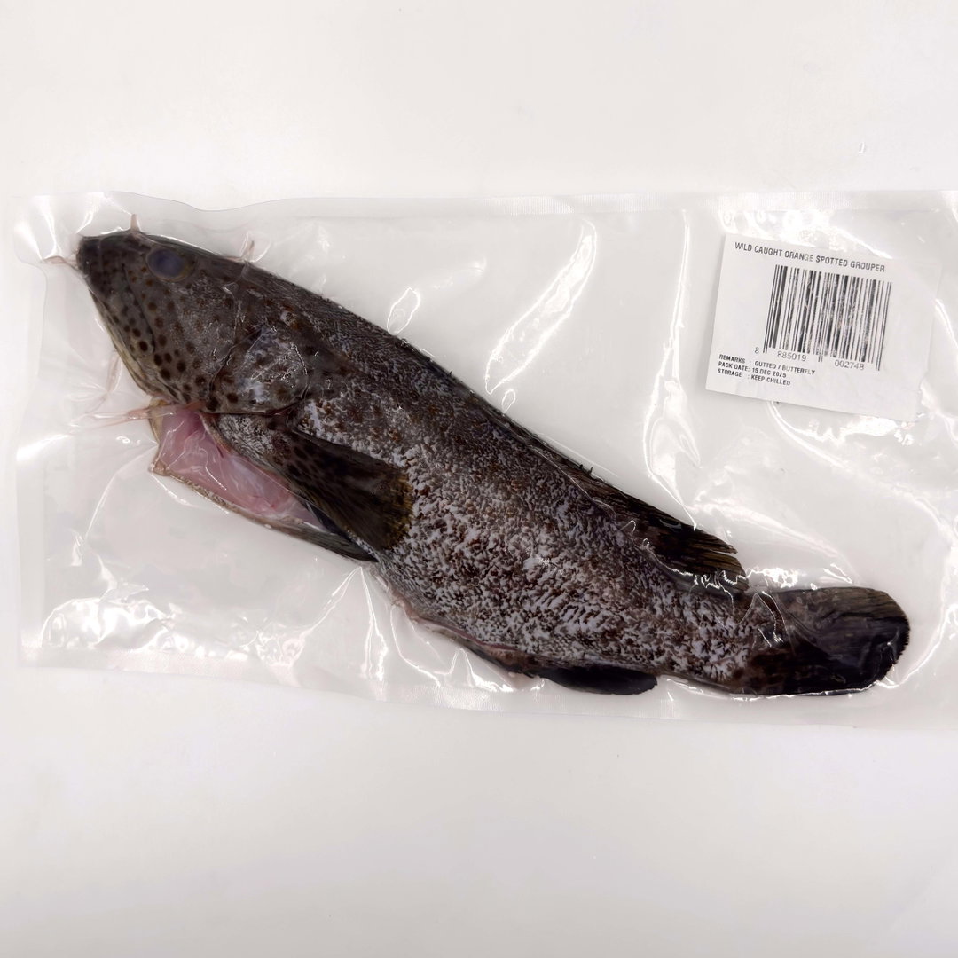 Wild Caught Orange Spotted Grouper Gutted/butterfly 650G