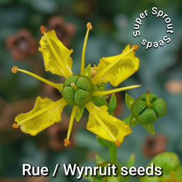 BULK RUE/WYNRUIT x 100+seeds