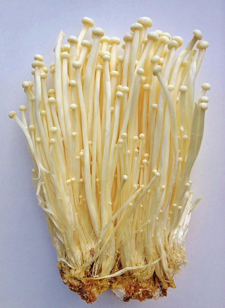 Hongos Enoki_0
