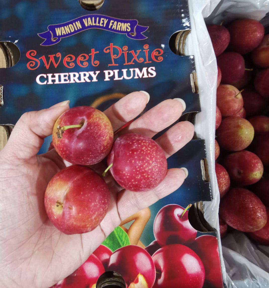Australia Pixie Cherry Plums