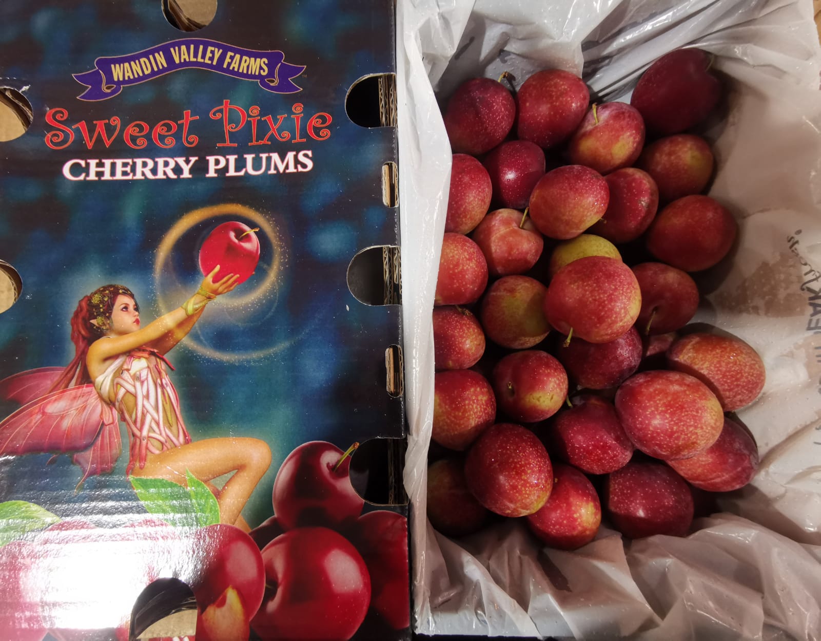 Australia Pixie Cherry Plums_1