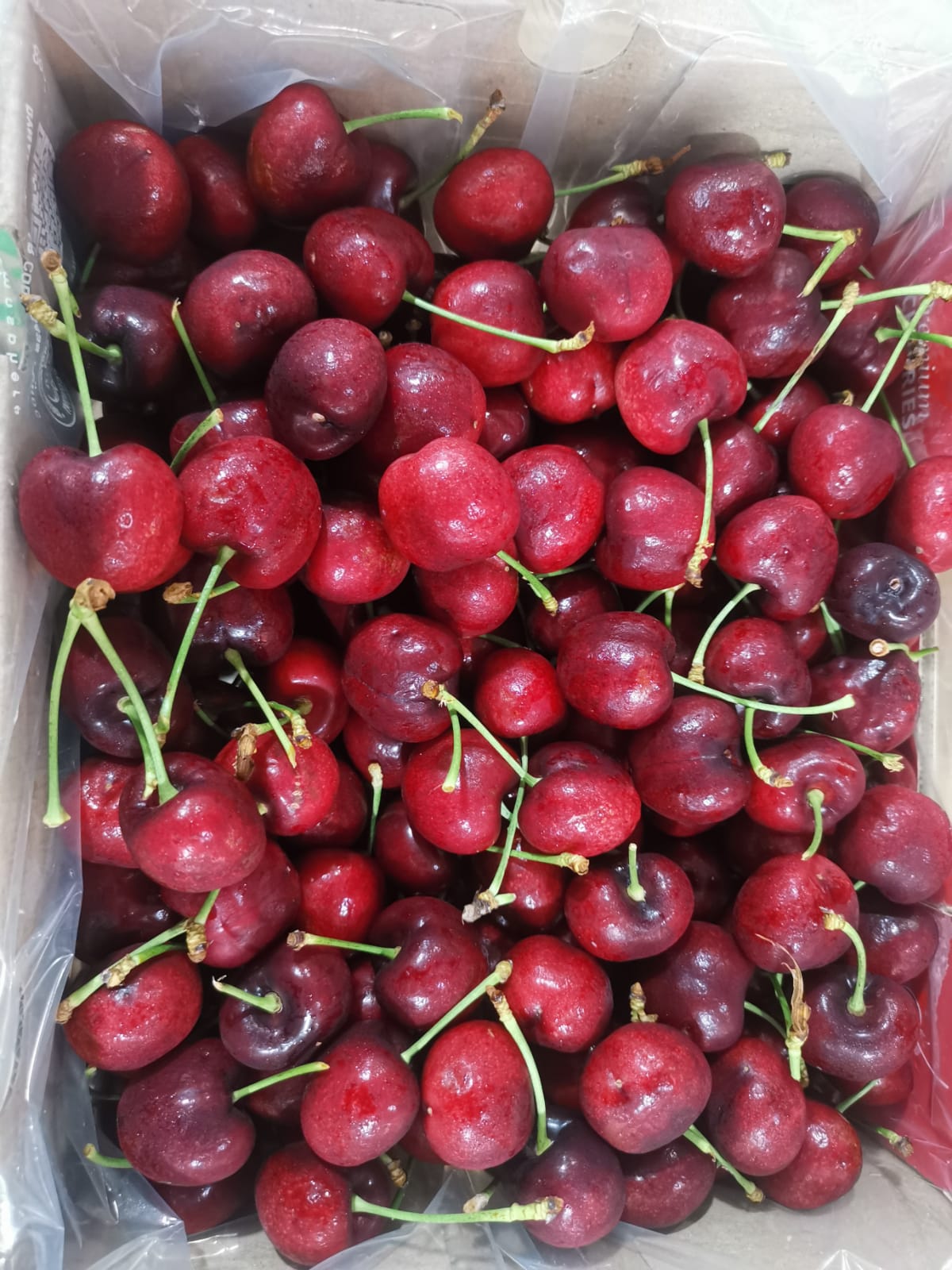 Chile Cherry_0