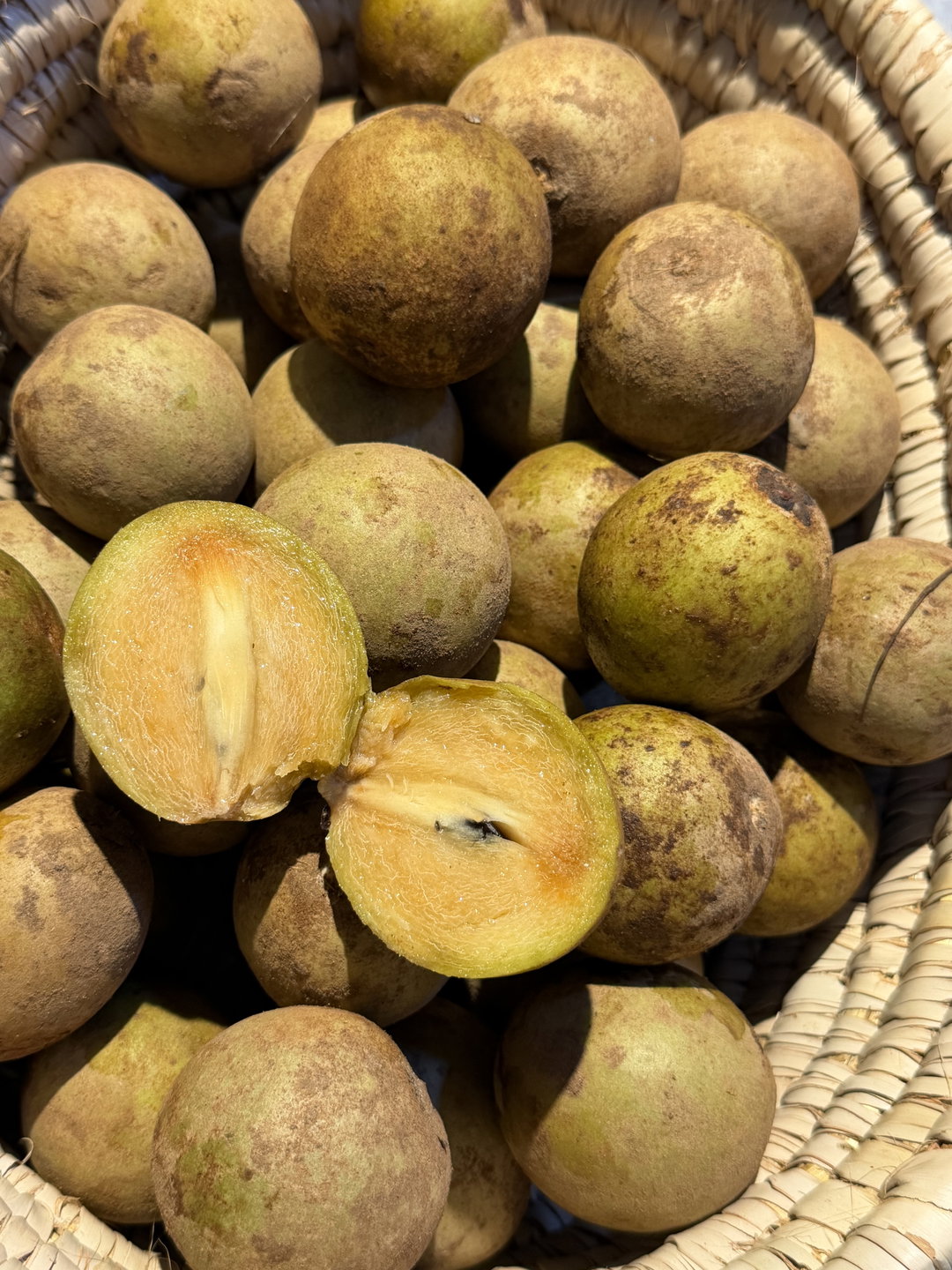 Sapodilla X 1