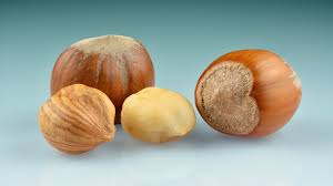 1831 HAZLE NUT 