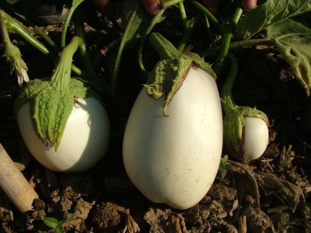 Albergina blanca