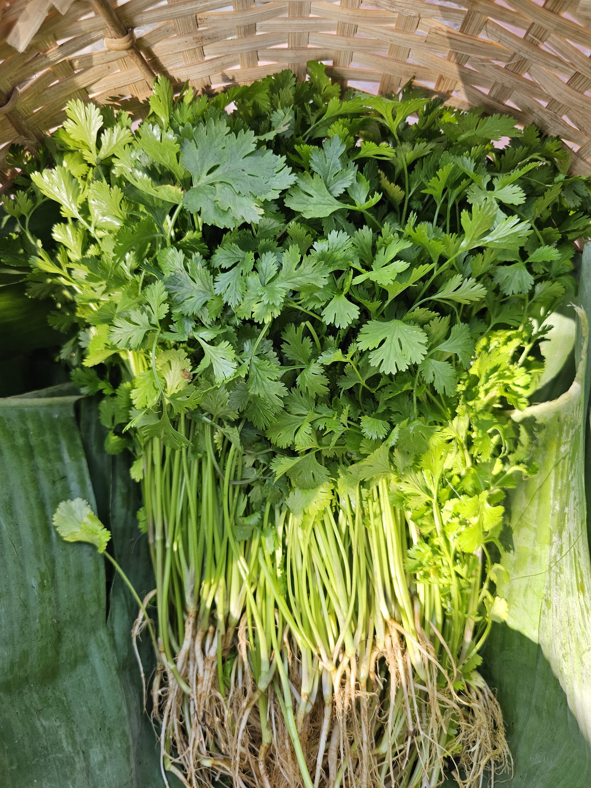 Coriander ຜັກຫອມປ້ອມ_0
