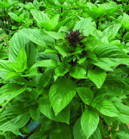 Thai Basil ຜັັກບົວລະພາ