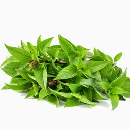 Thai Basil ຜັັກບົວລະພາ
