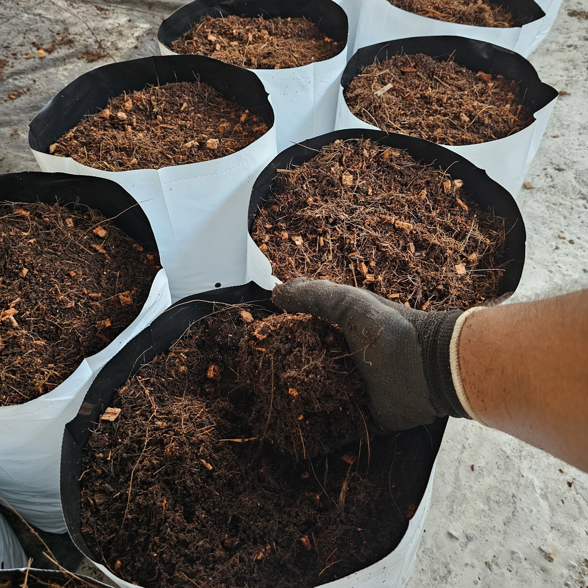 Filled Grow Bags (පිරවූ වගා මලු)_1