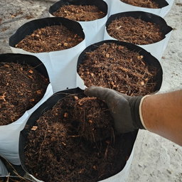 Filled Grow Bags (පිරවූ වගා මලු)