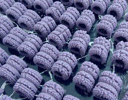 Berry Lush Blueberry Tarts - Size M