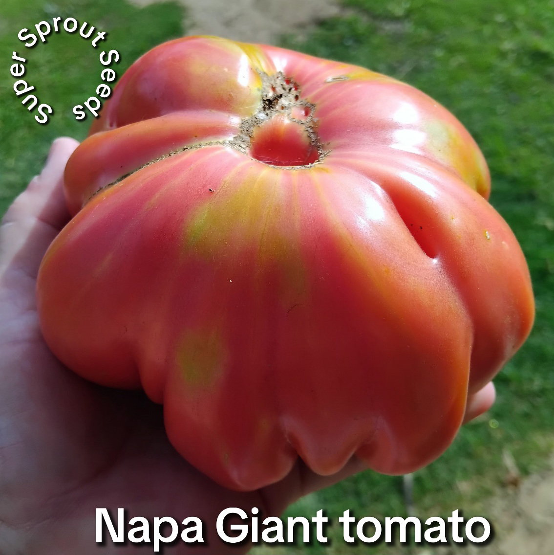 🍅NAPA GIANT TOMATO🍅 x 10 seeds_5