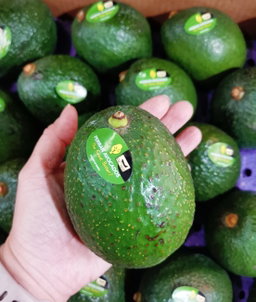 Mexico Jumbo Avocado