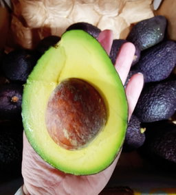 Mexico Jumbo Avocado