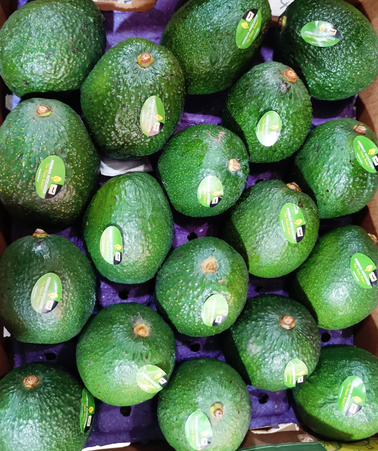 Mexico Jumbo Avocado_2