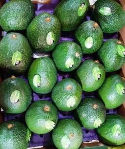 Mexico Jumbo Avocado