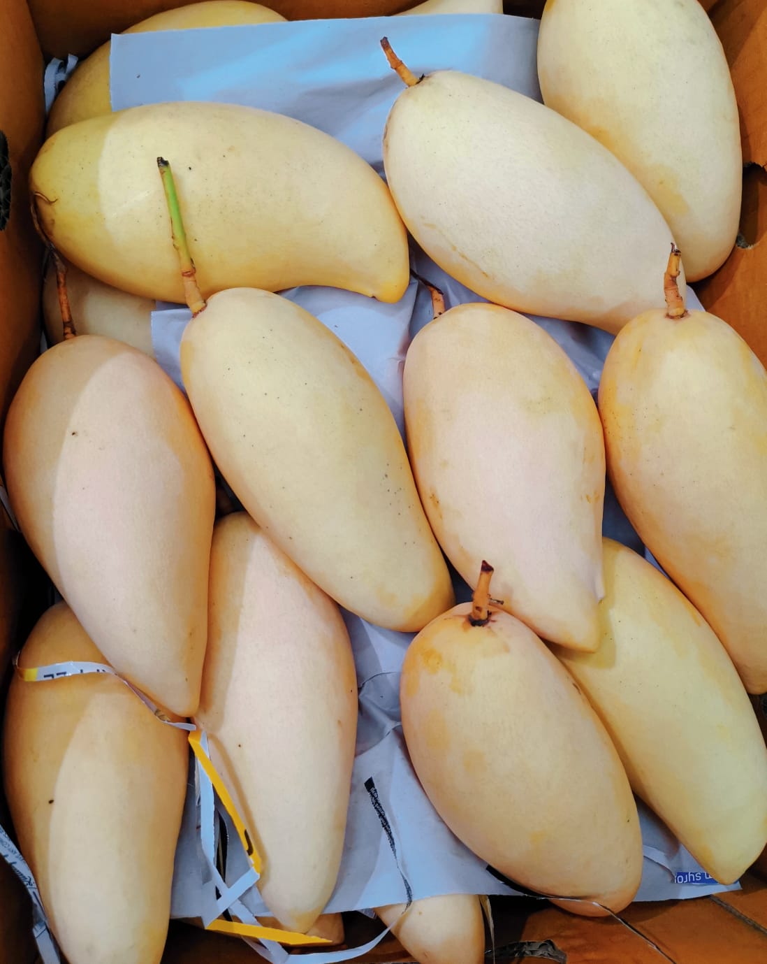 Thailand Honey Mango_0