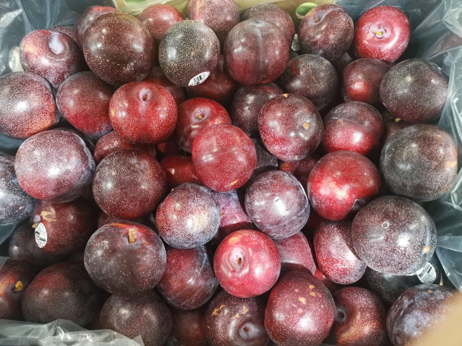 Queen Garnet Plums_0