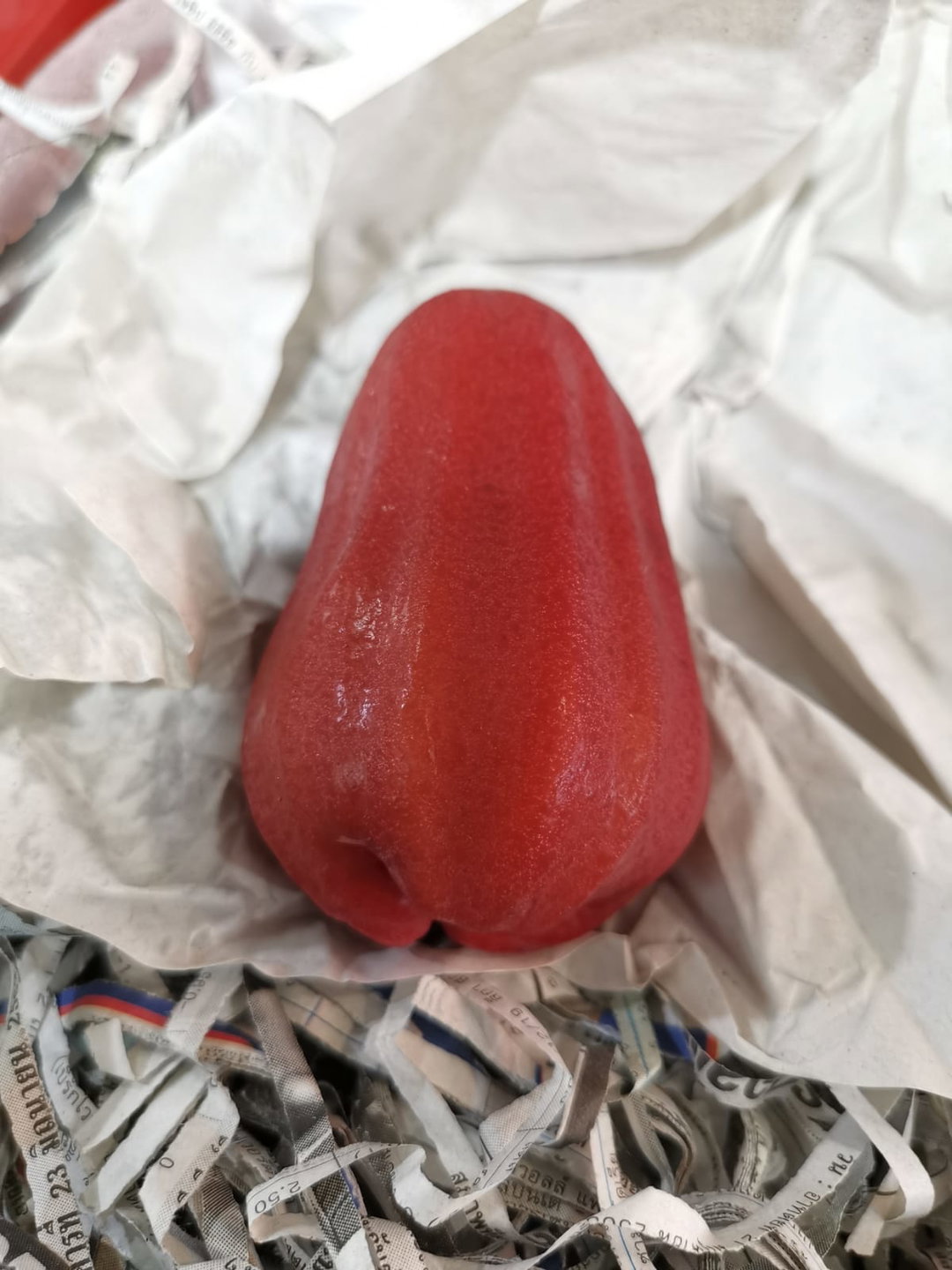 Thailand Jambu