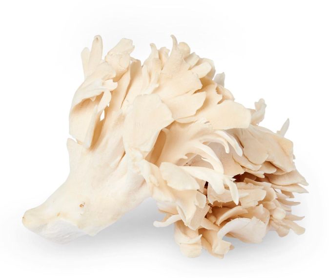 Shiro Maitake NIIGATA 100g Pack 🍄‍🟫 (Limited Stock)_0