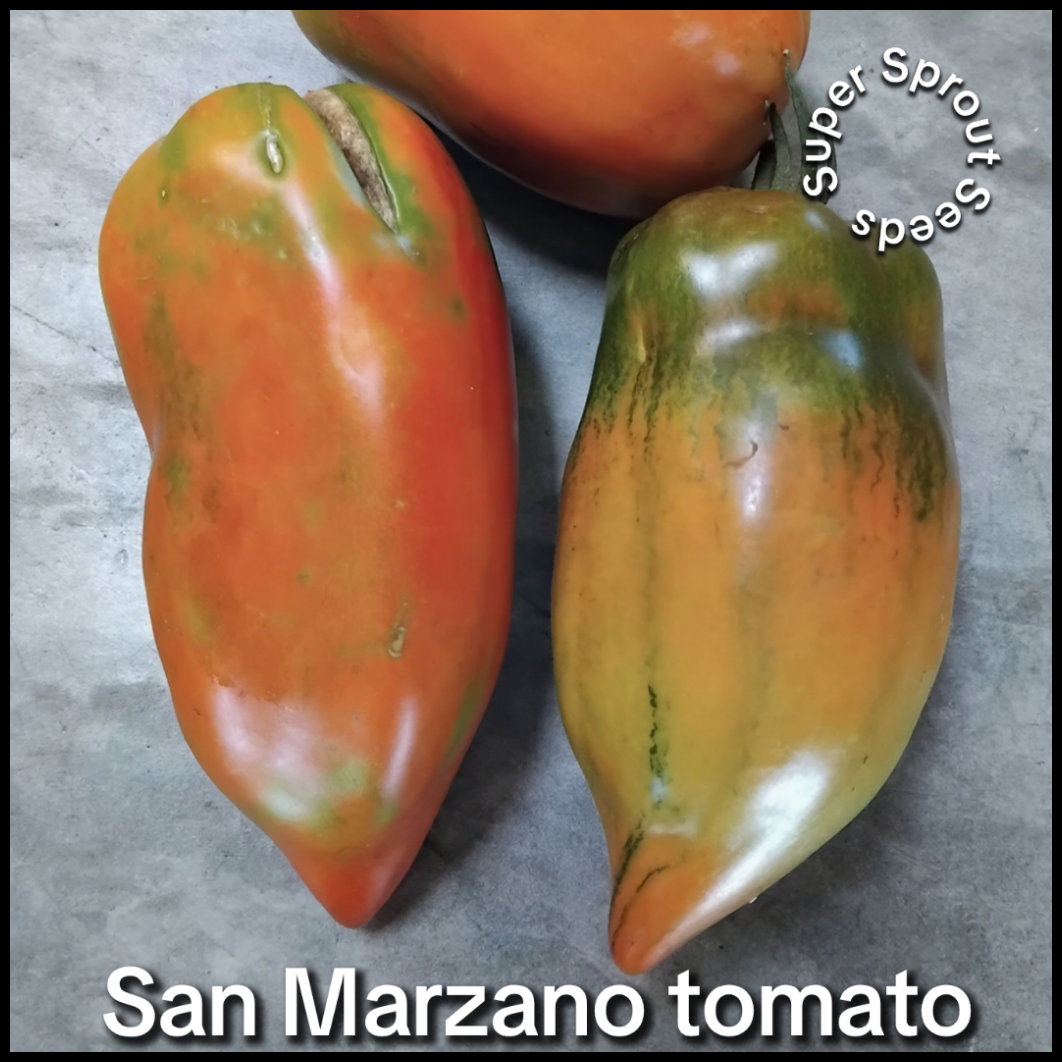 San Marzano paste tomato x 10 seeds_3