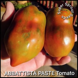 Abbattista paste tomato x 10 seeds