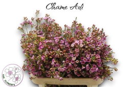 Chamelaucium Adi (Wax)