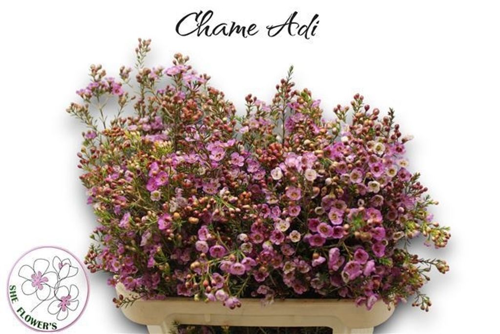 Chamelaucium Adi (Wax)