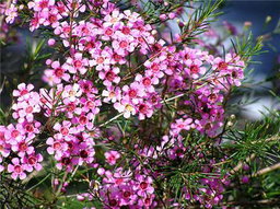 Chamelaucium Adi (Wax)