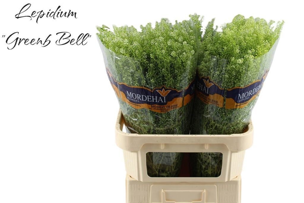 Thlaspi green bell Mordehai_0