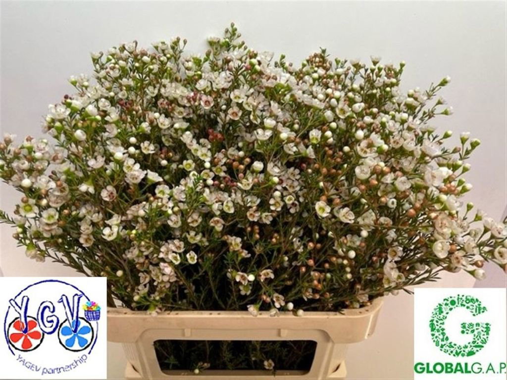 Chamelaucium Tal (Wax)