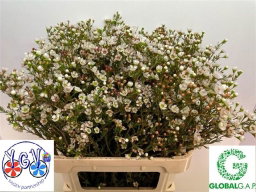Chamelaucium Tal (Wax)