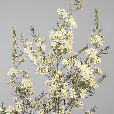 Chamelaucium Tal (Wax)_1