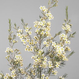 Chamelaucium Tal (Wax)