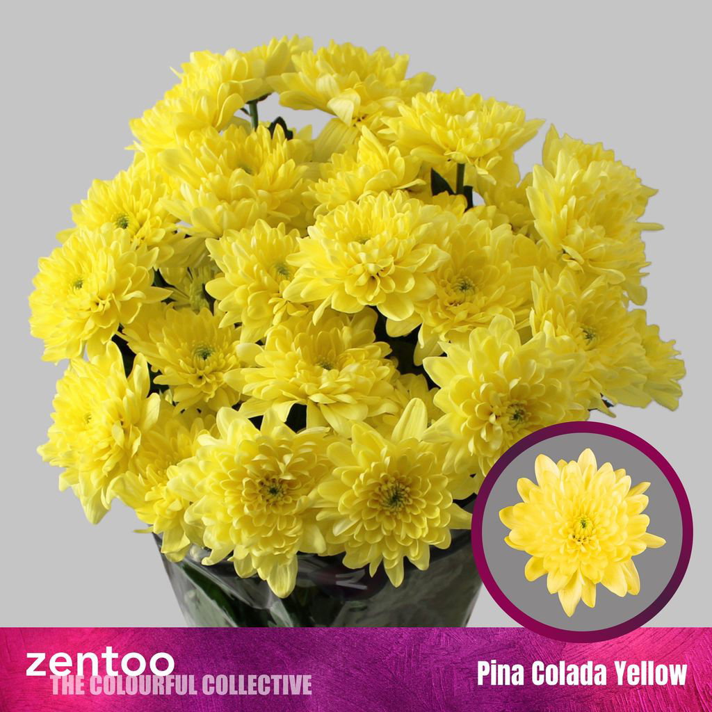 Crisantemi Pina Colada Giallo_0
