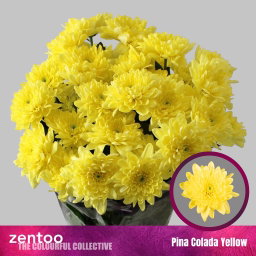 Crisantemi Pina Colada Giallo
