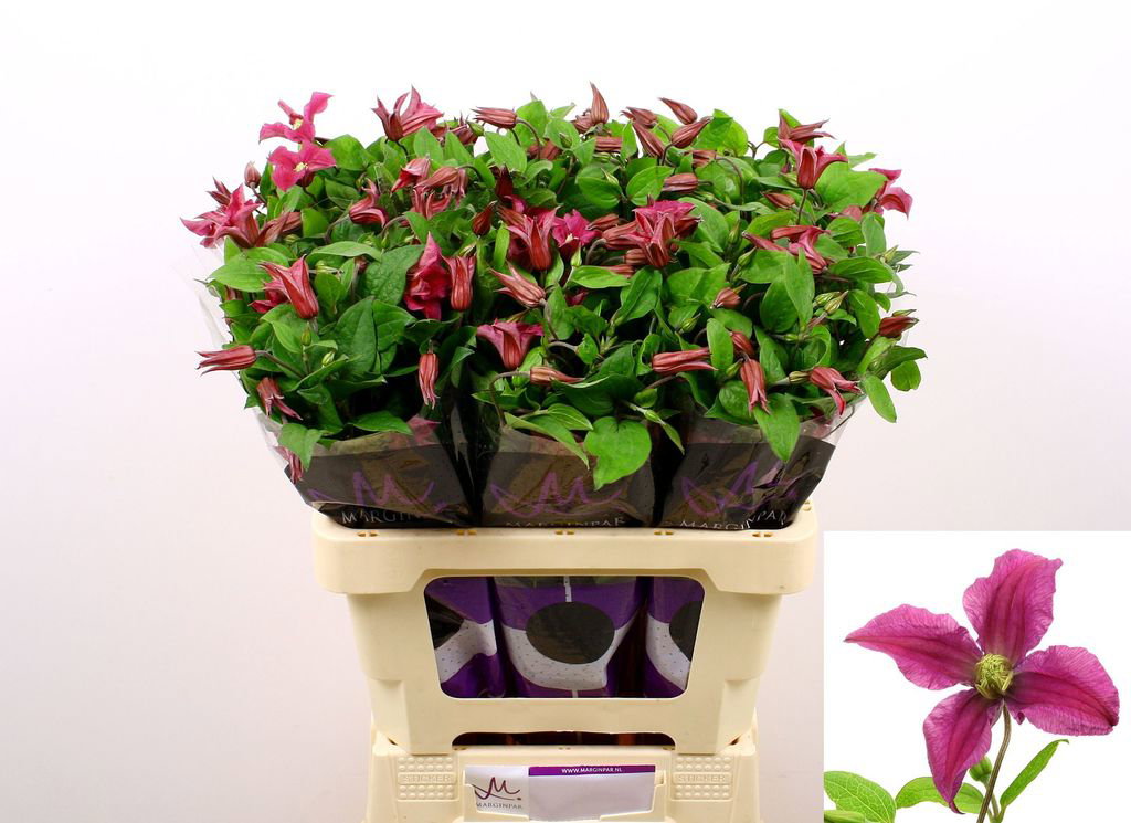 Clematis amazing kyev_0
