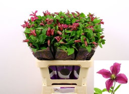 Clematis amazing kyev
