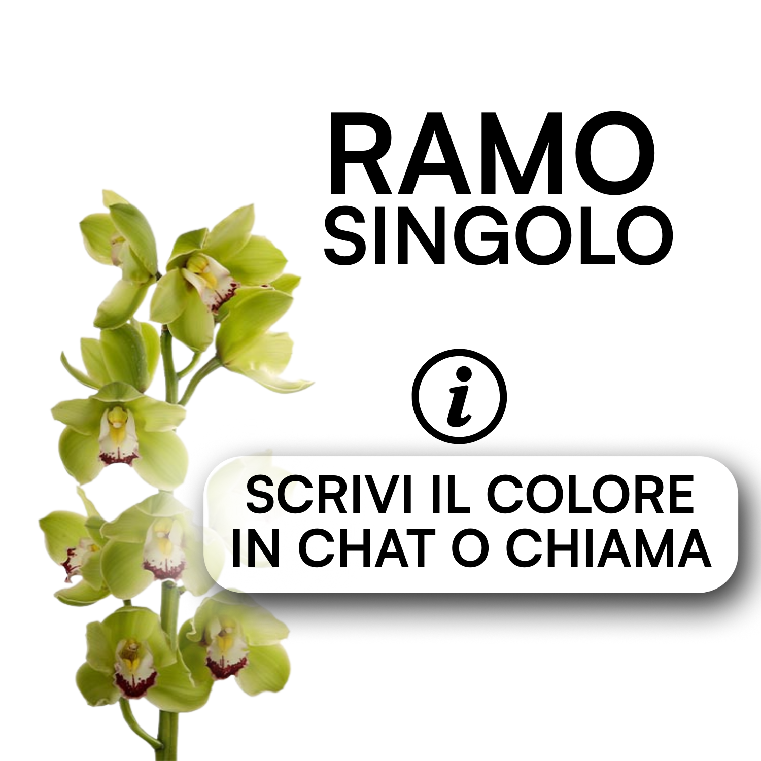 Cymbidium Mix da 12 (Ramo)_0