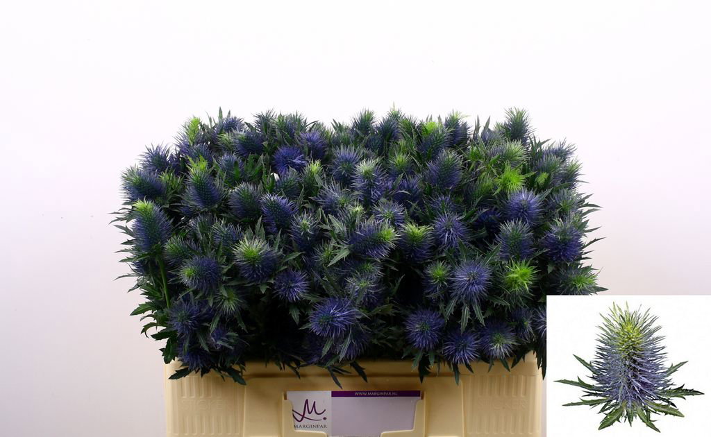 Eryngium Supernova