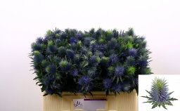 Eryngium Supernova