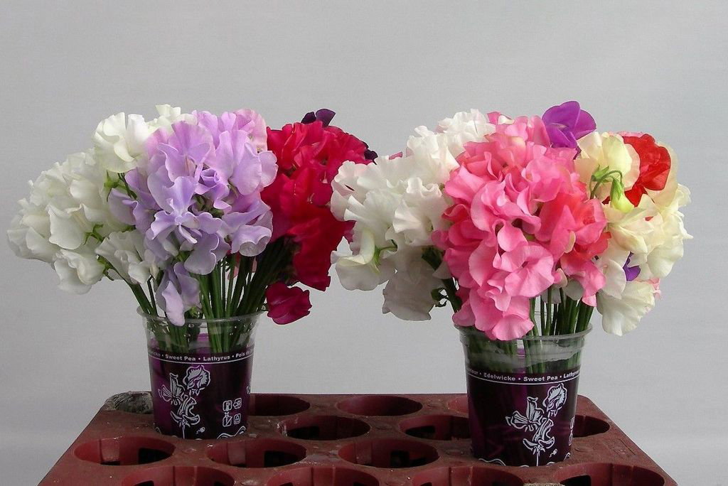 Lathyrus Mix (1 per colore)