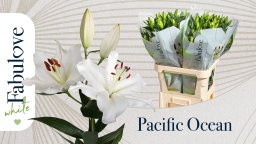 Orientale Pacific Ocean (Extra)
