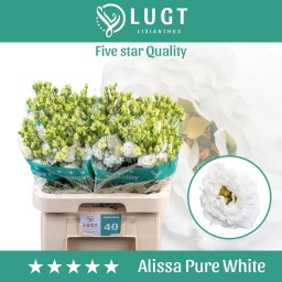 Lisianthus do alissa  pure white (Extra)