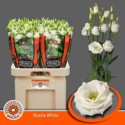 Lisianthus do rosita white (Waalzicht)